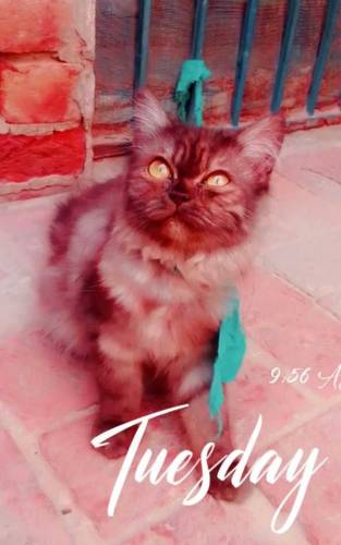 Black Persian Cat 5 months For sale Discount is available