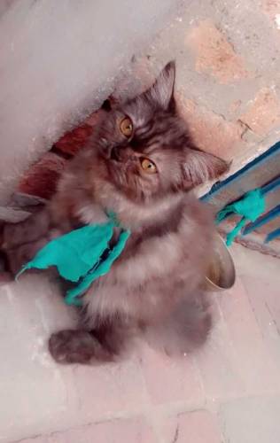 Black Persian Cat 5 months For sale Discount is available