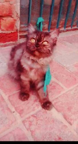 Black Persian Cat 5 months For sale Discount is available