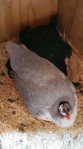 Guinea fowl for sale location khanewal aseel k sath exchange possible
