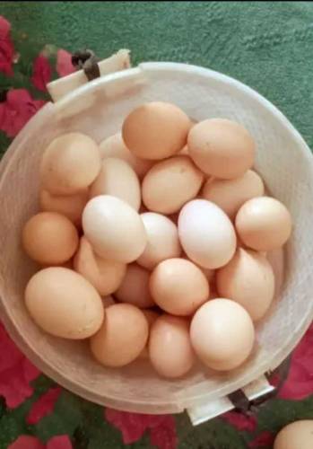 Fresh Desi eggs Available 