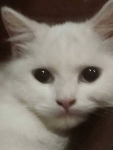 White Persian Cat