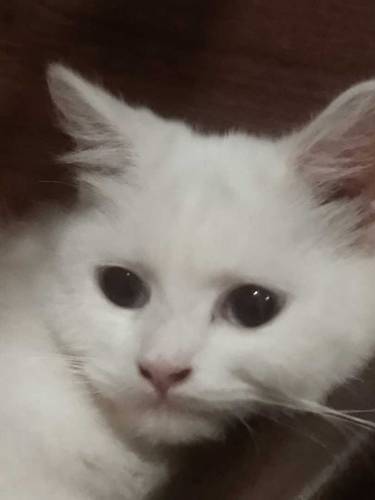 White Persian Cat