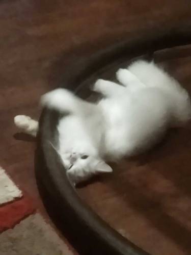White Persian Cat