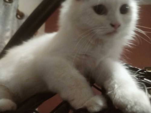 White Persian Cat