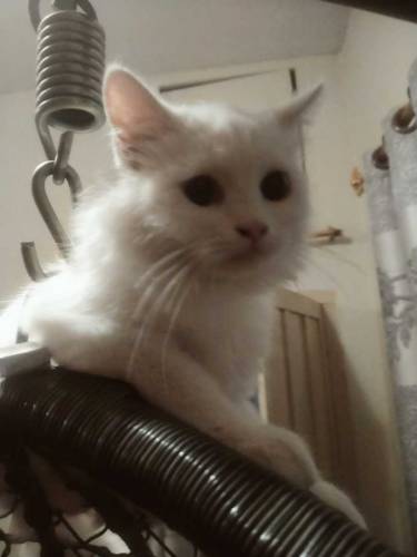 White Persian Cat