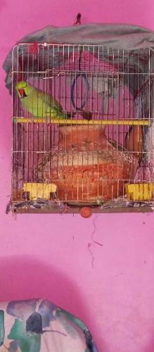 RingNeck Female Parrot Breading Full Healthi & Active Hain.