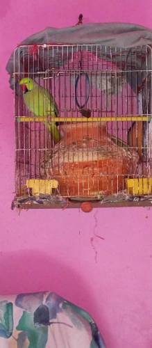 RingNeck Female Parrot Breading Full Healthi & Active Hain.
