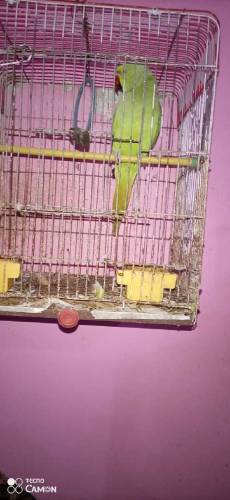 RingNeck Female Parrot Breading Full Healthi & Active Hain.