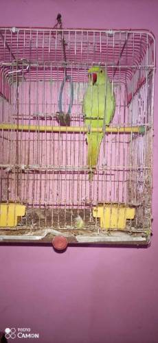 RingNeck Female Parrot Breading Full Healthi & Active Hain.