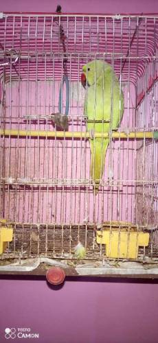 RingNeck Female Parrot Breading Full Healthi & Active Hain.