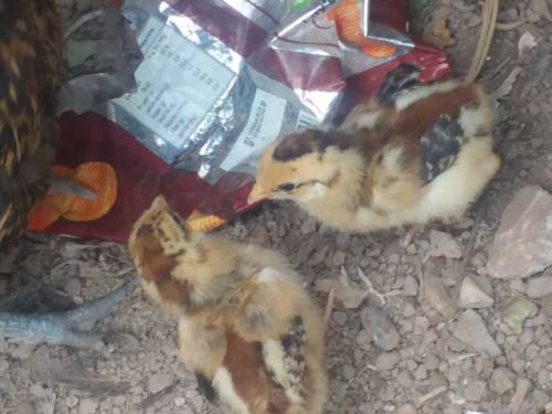 aseel chicks main wali 