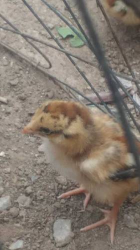 aseel chicks main wali 