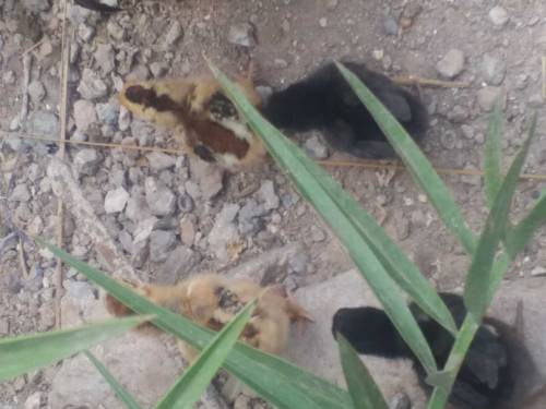 aseel chicks main wali 