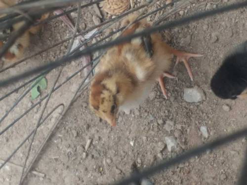 aseel chicks main wali 
