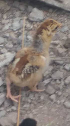 aseel chicks main wali 
