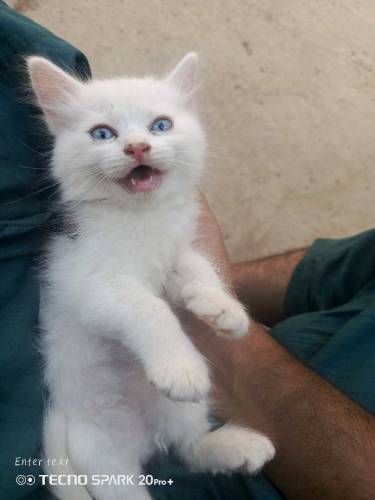 Persian kittens for sale 