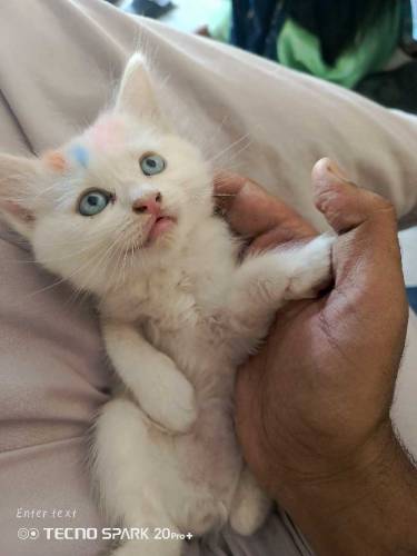 Persian kittens for sale 