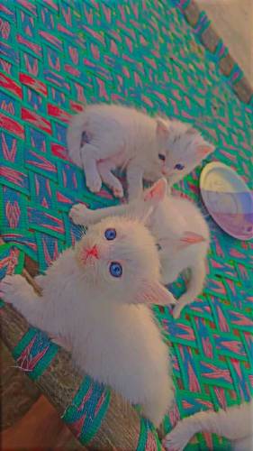 Persian kittens for sale 