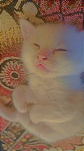 Persian kittens for sale 