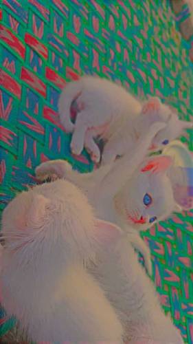 Persian kittens for sale 