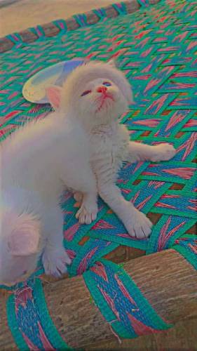 Persian kittens for sale 