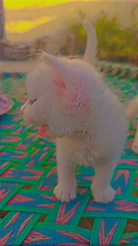 Persian kittens for sale 
