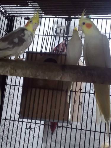 Cocktail breeder pair grey 4500 Common 5000 Eno 6000