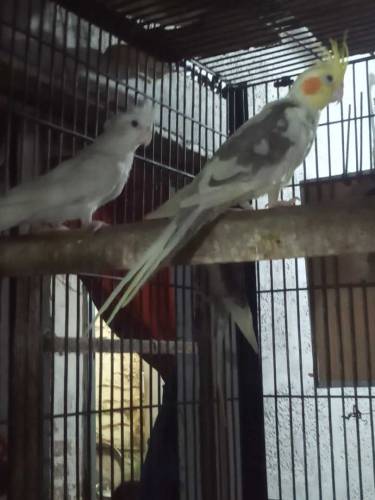 Cocktail breeder pair grey 4500 Common 5000 Eno 6000