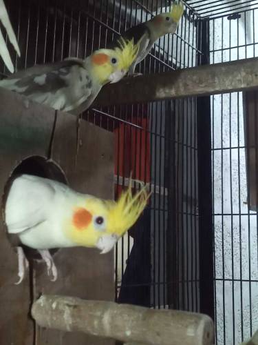 Cocktail breeder pair grey 4500 Common 5000 Eno 6000