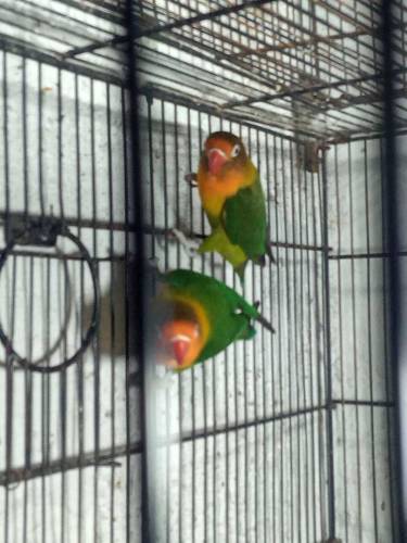 Love bird breeder  pair price 3500