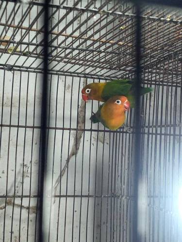Love bird breeder  pair price 3500