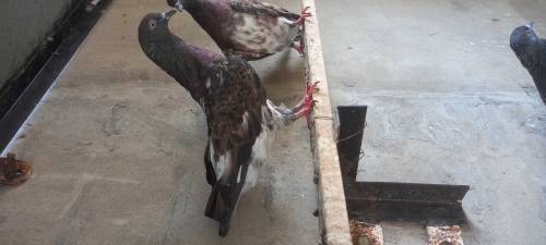 Shikrey pigeons high class quality birds and high flyer