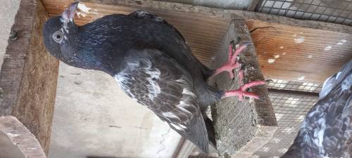 Shikrey pigeons high class quality birds and high flyer