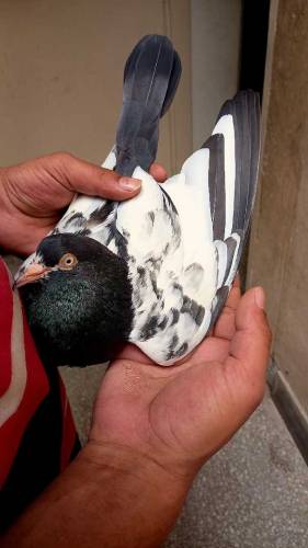 teddy pigeon This is very beautiful and high quality pigeon
