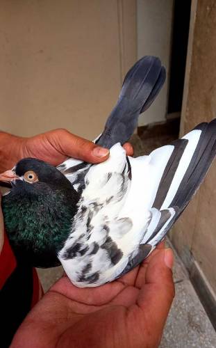 teddy pigeon This is very beautiful and high quality pigeon