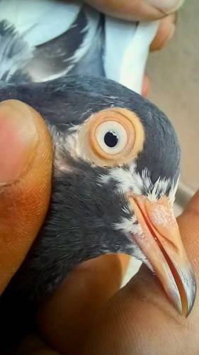 teddy pigeon This is very beautiful and high quality pigeon