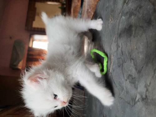 percian cat kitten 3pal coted