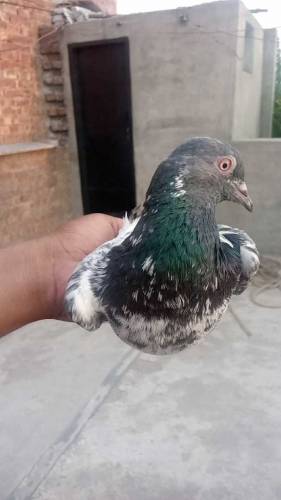 Kabotar