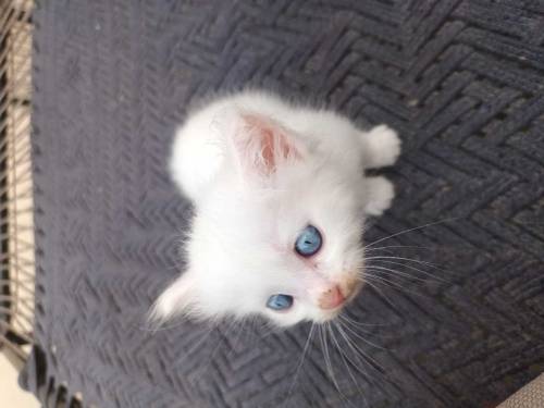 percian cat kitten 3pal coted