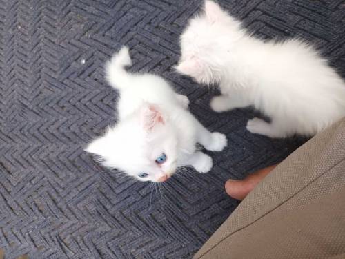percian cat kitten 3pal coted