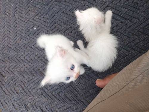 percian cat kitten 3pal coted