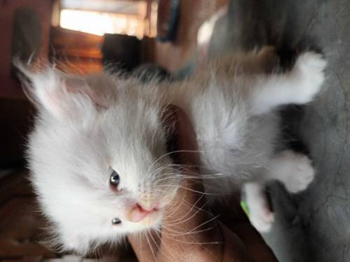 percian cat kitten 3pal coted