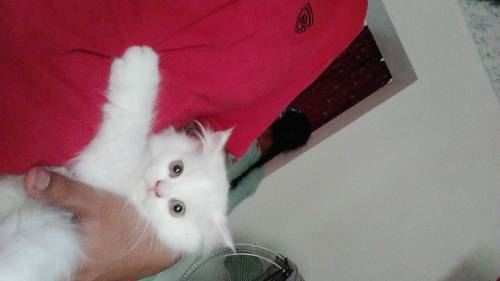 Persian kitten