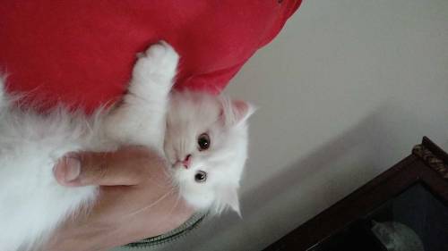 Persian kitten