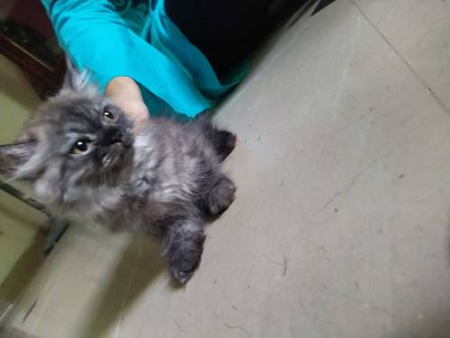 Persian kitten