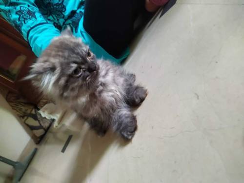 Persian kitten