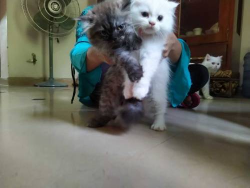 Persian kitten