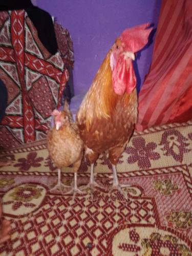 Murga Murgi for sale