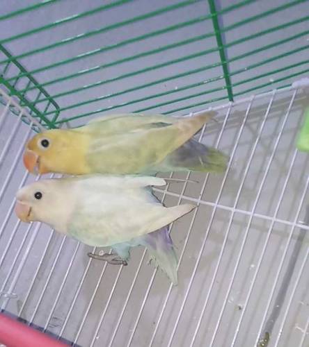 Love birds